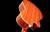 Oriental Cherry W-100-40